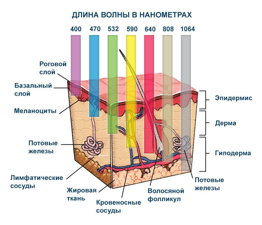 На рисунке представлены эффекты высокоинтенсивного лазерного излучения на биологические ткани