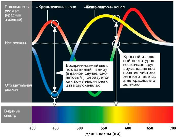 Источники синего света. Влияние синего света на человека. Спектры светодиодных ламп. Синий спектр света для глаз. Вредный синий спектр света.