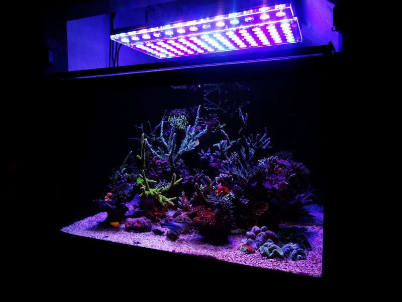 Сколько света должно гореть в аквариуме