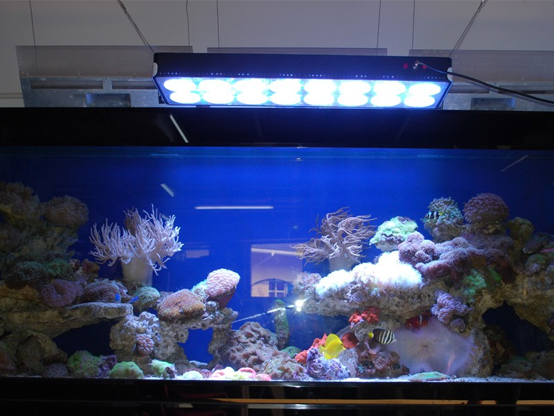 Сколько света должно гореть в аквариуме